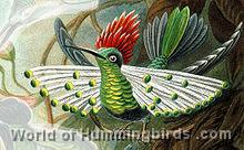 Hummingbird Garden Catalog: Dot-Eared Coquette